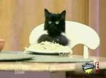Spaghetti Cat says \