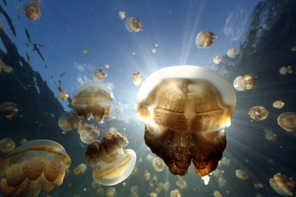 sergey-brin-jellyfish-picture-pixel-link-1