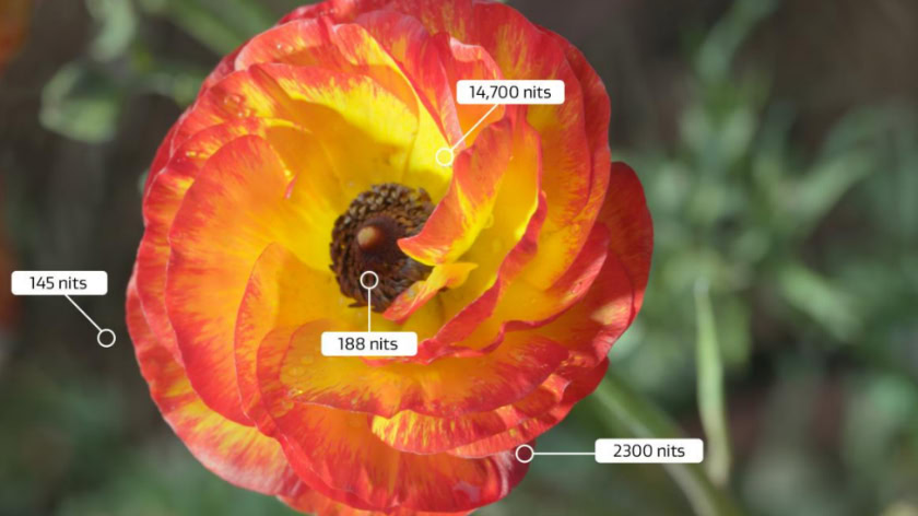 Dolby Vision flower nits HDR