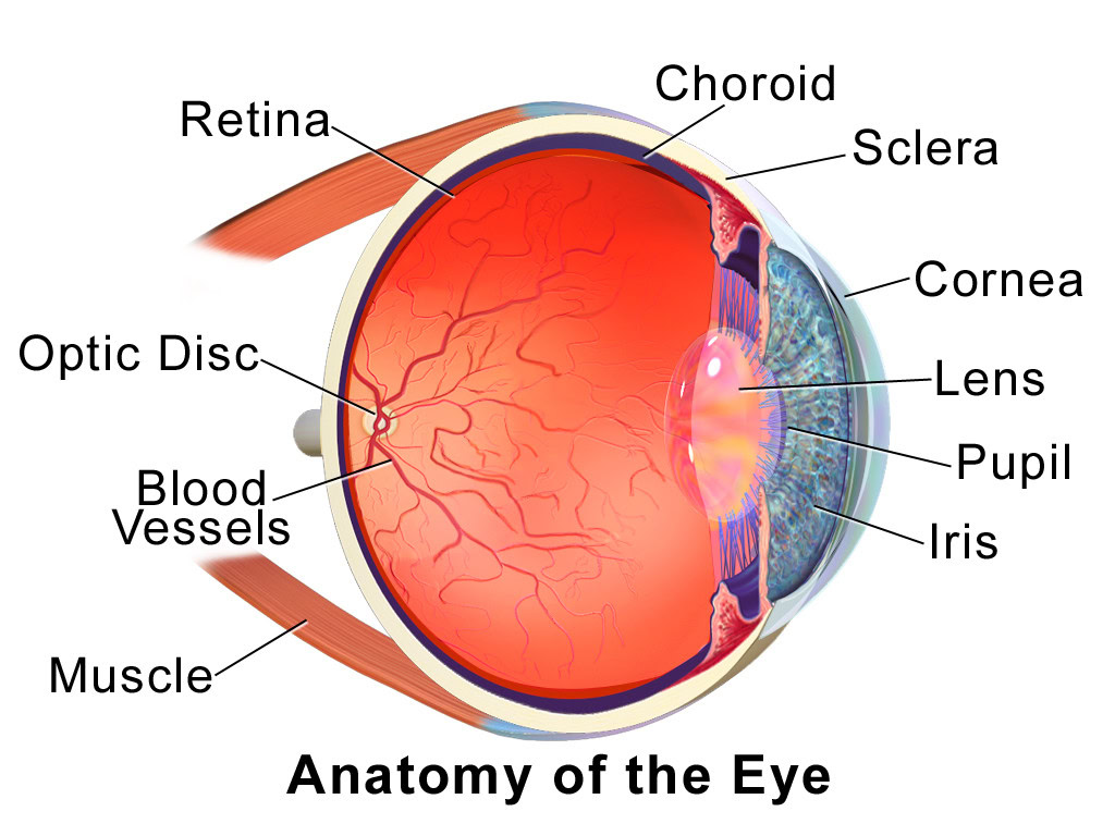 Blausen_0388_EyeAnatomy_01