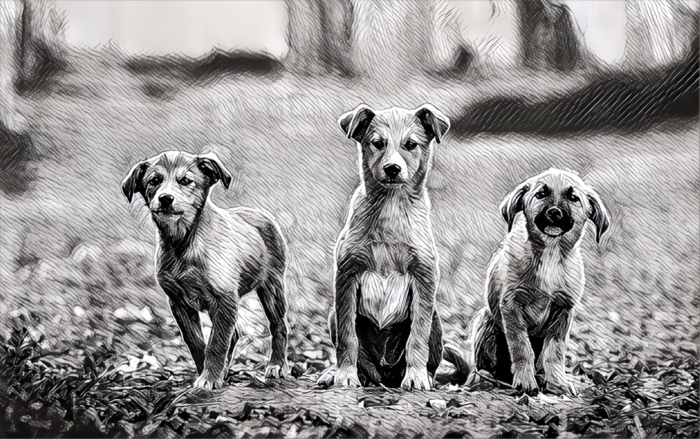 Prisma update drops square format restriction adds location based feed