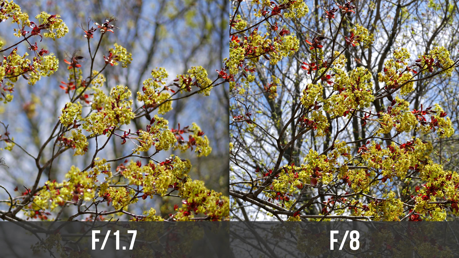 A side-by-side comparison of aperture values and their effect on depth of field.