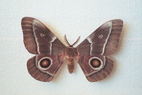 A moth