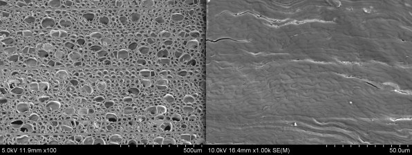 Superwood under the microscope