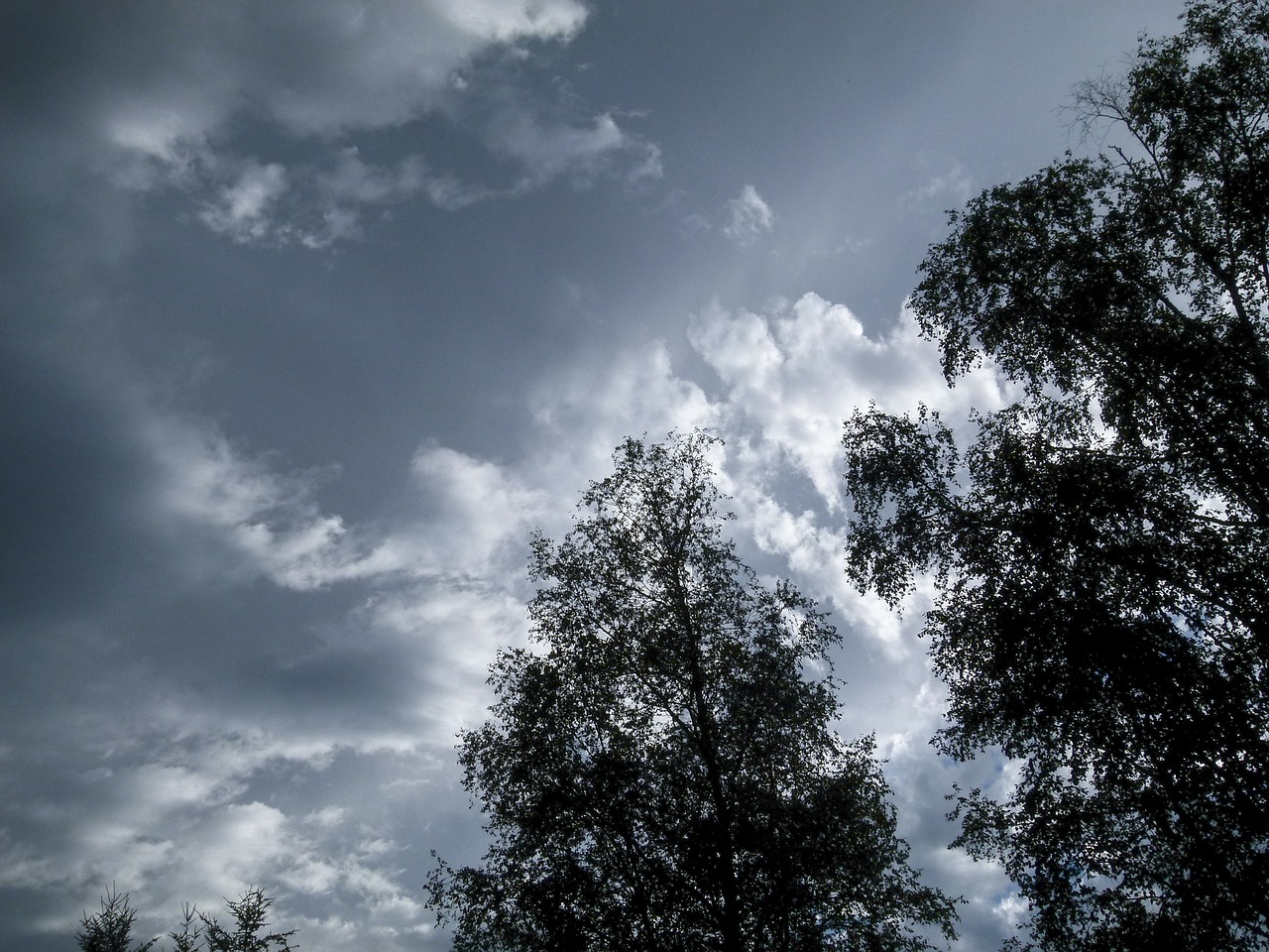 An image of dark clouds behind some trees.
