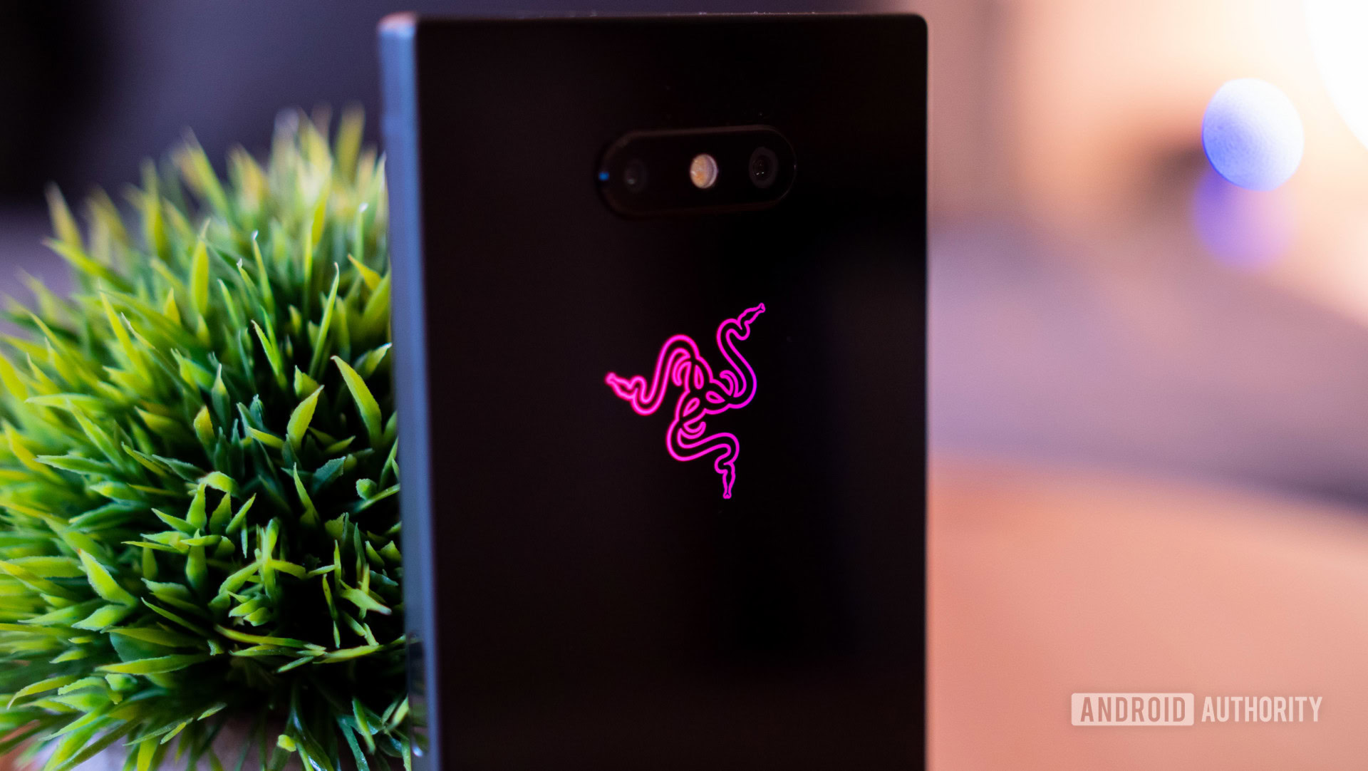 Back side of the Razer Phone 2 standing upright next to a plant.