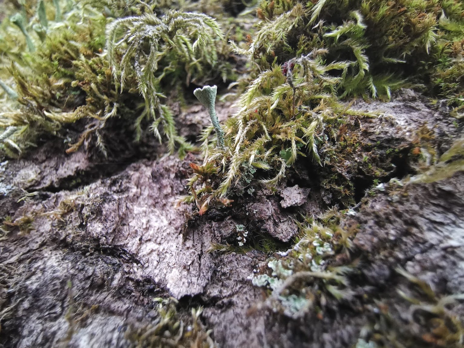 Macro shot of moss on a tree taken on HUAWEI Mate 20 Pro