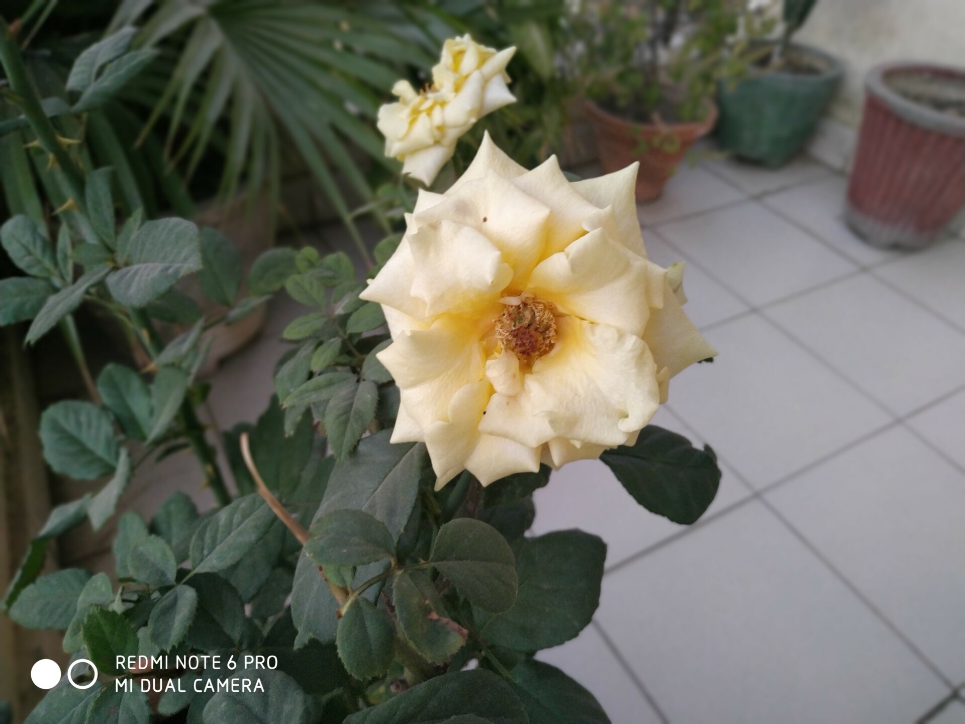 Redmi Note 6 Pro flower sample shot