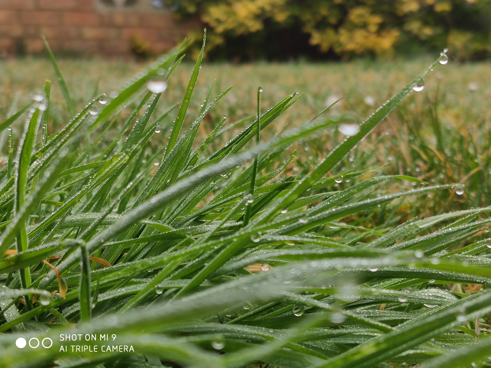 Xiaomi Mi 9 Blades of grass camera