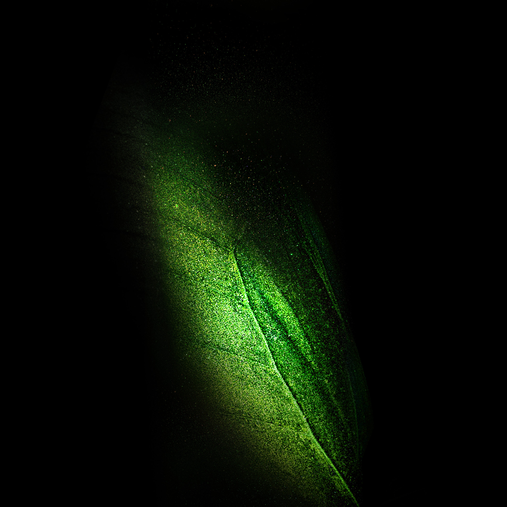 Samsung Galaxy Fold butterfly wallpaper in green with one wing.