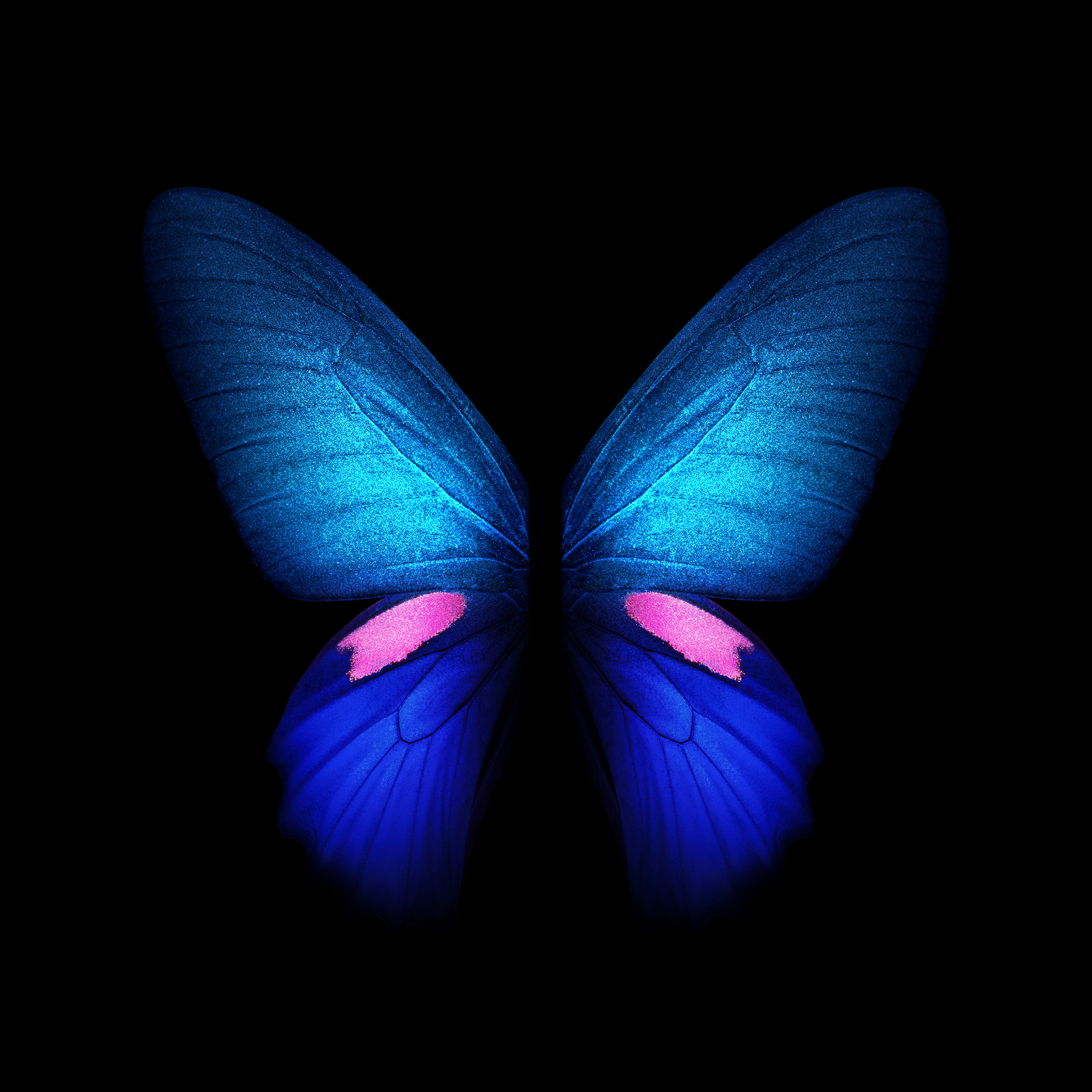 Samsung Galaxy Fold butterfly wallpaper in blue with two wings.