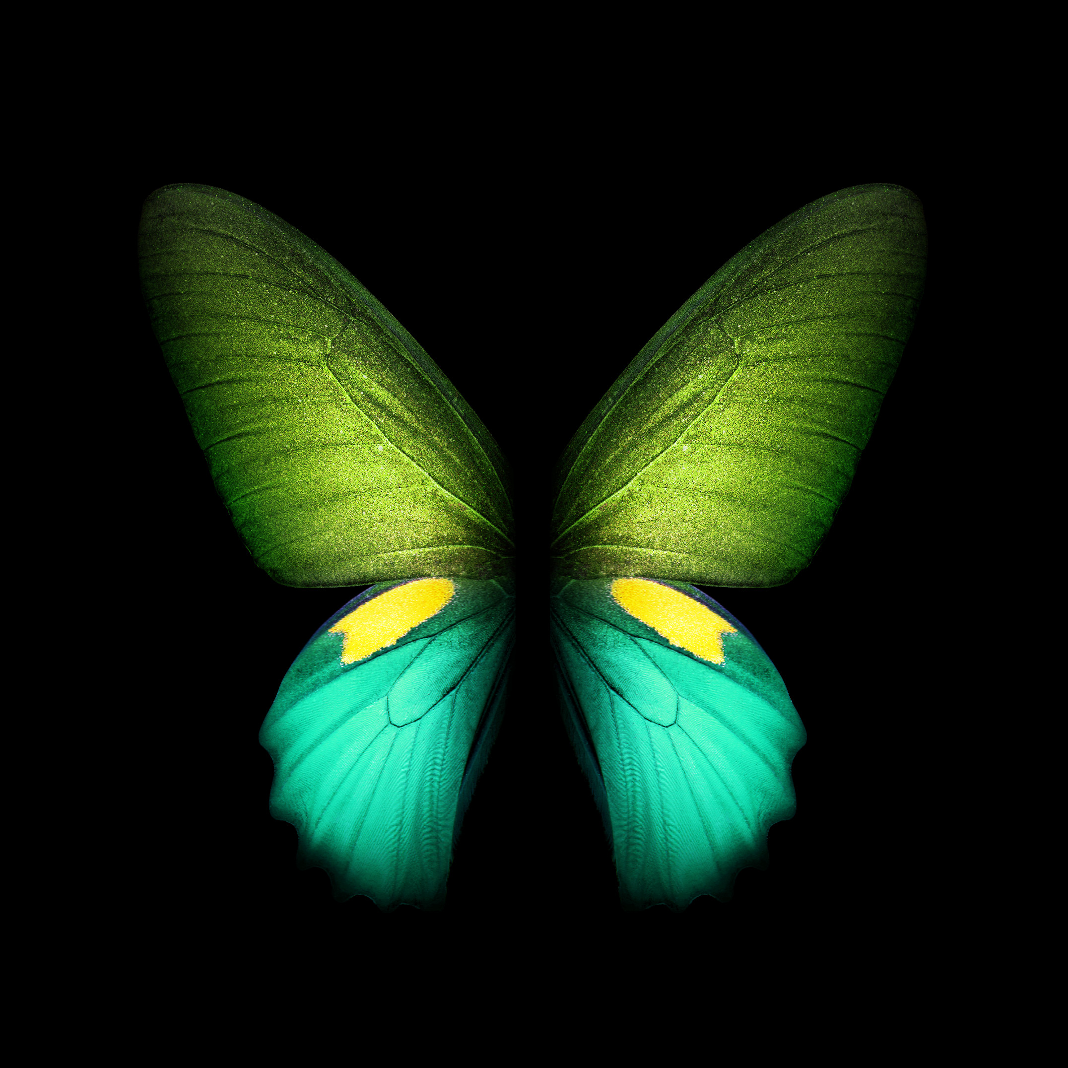 Samsung Galaxy Fold butterfly wallpaper in green with two wings.