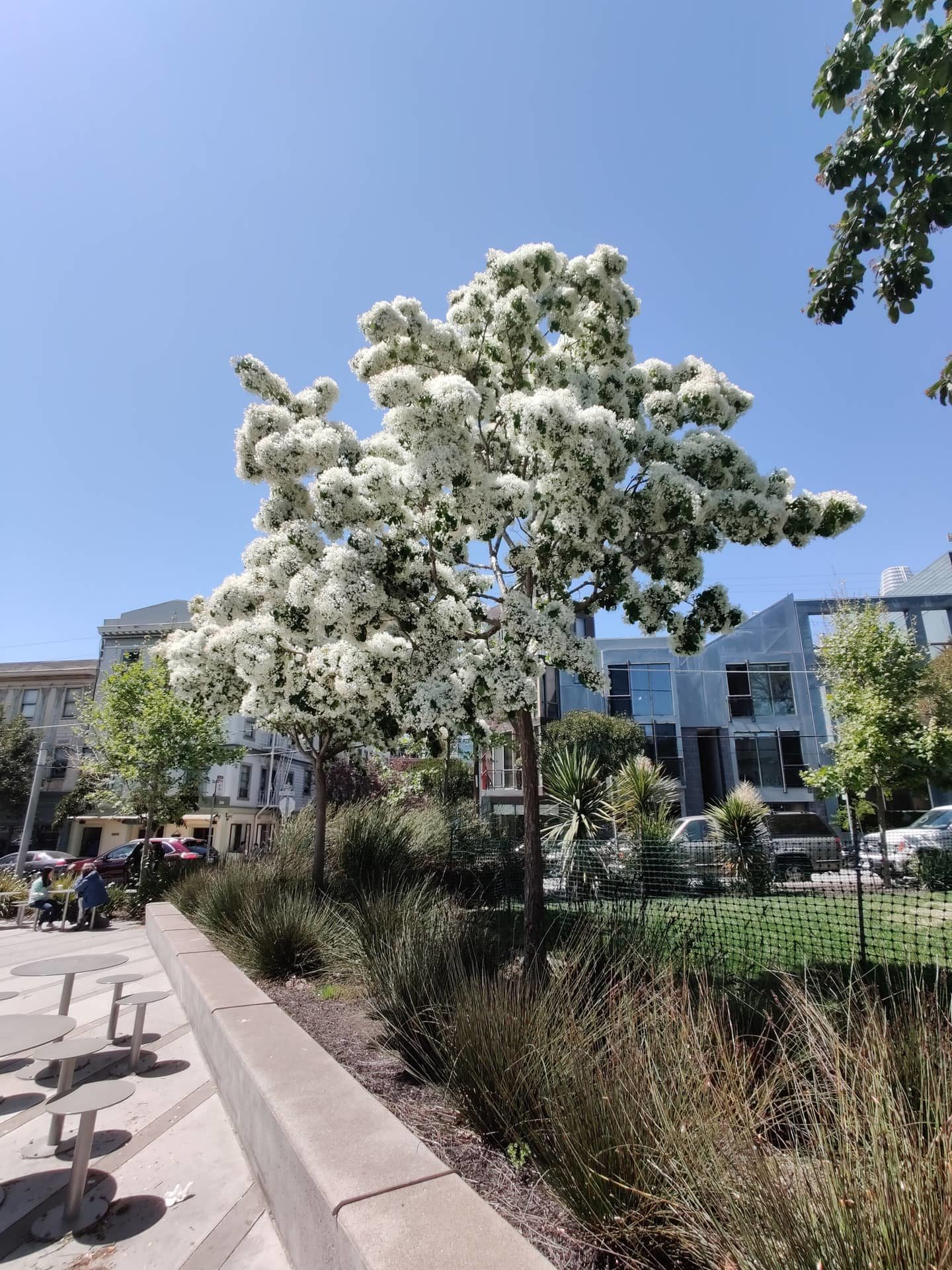 OnePlus 7 sample photo ouside wide tree