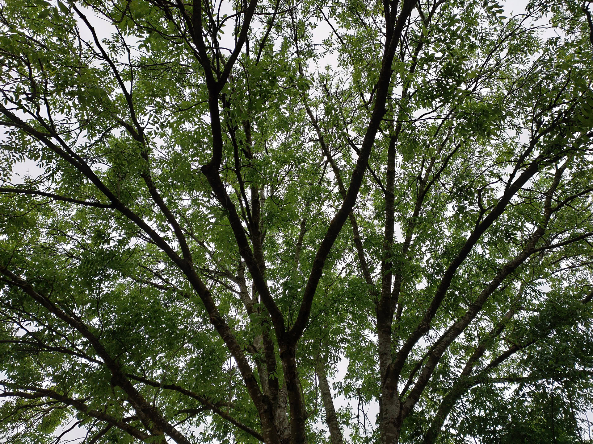 REDMAGIC Camera Shot of Trees