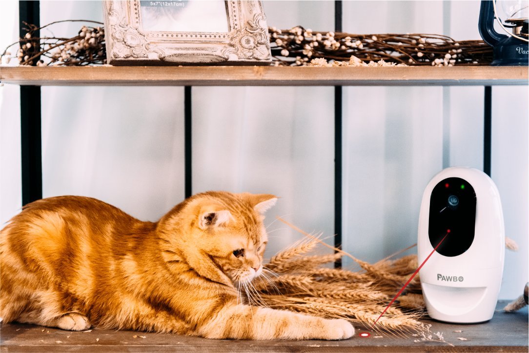 Pawbo Pet Life Camera - one of the best pet cameras on the market