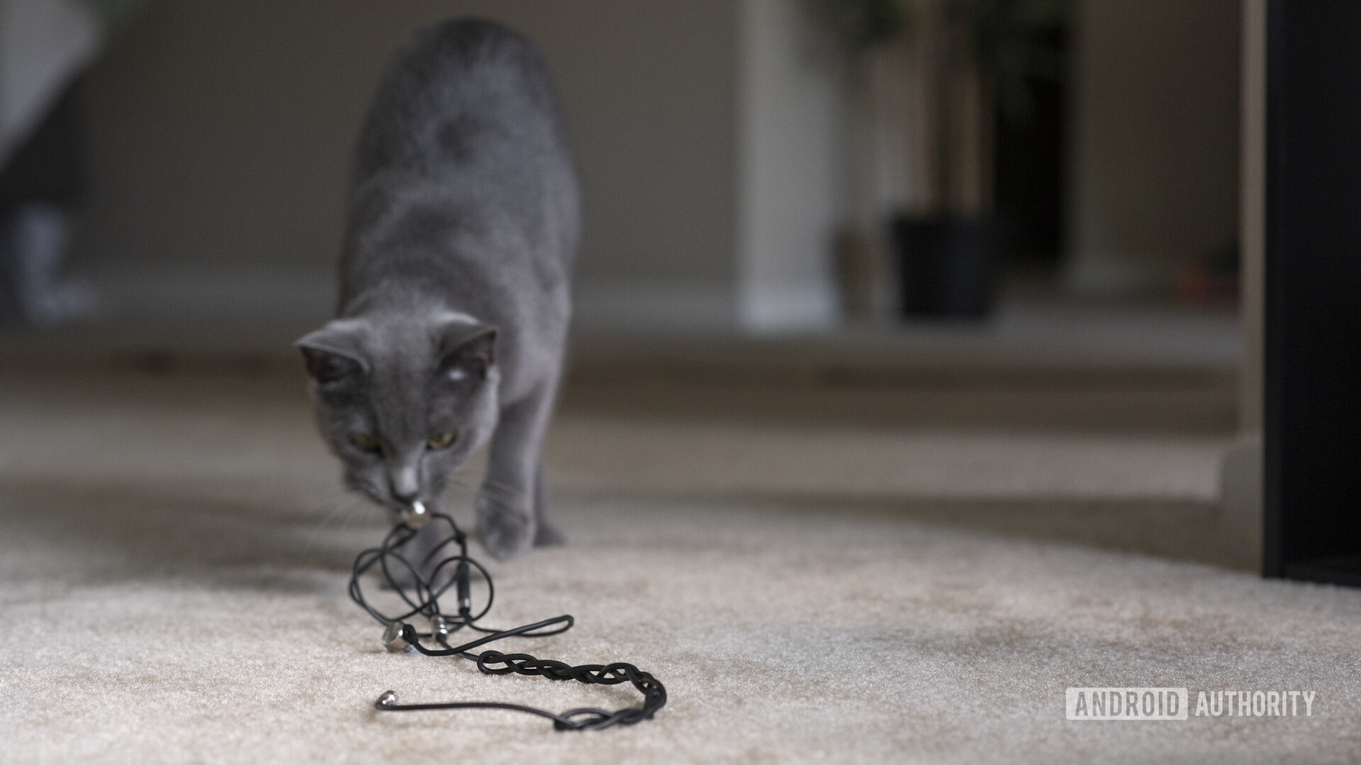 Cat dragging earbuds across the floor - Headphone jack not working