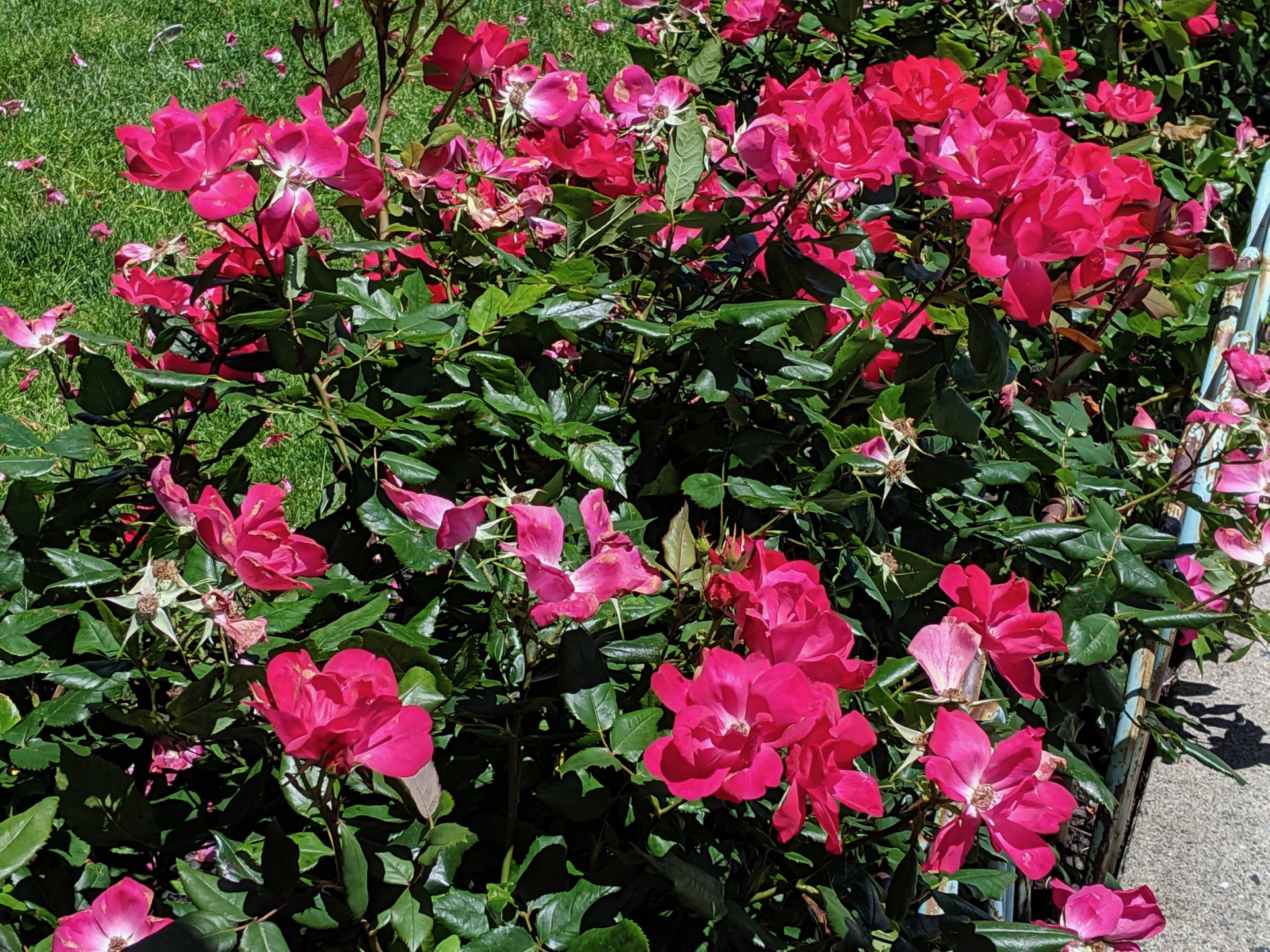 Google Pixel 3a XL Camera Review Daylight rose bush