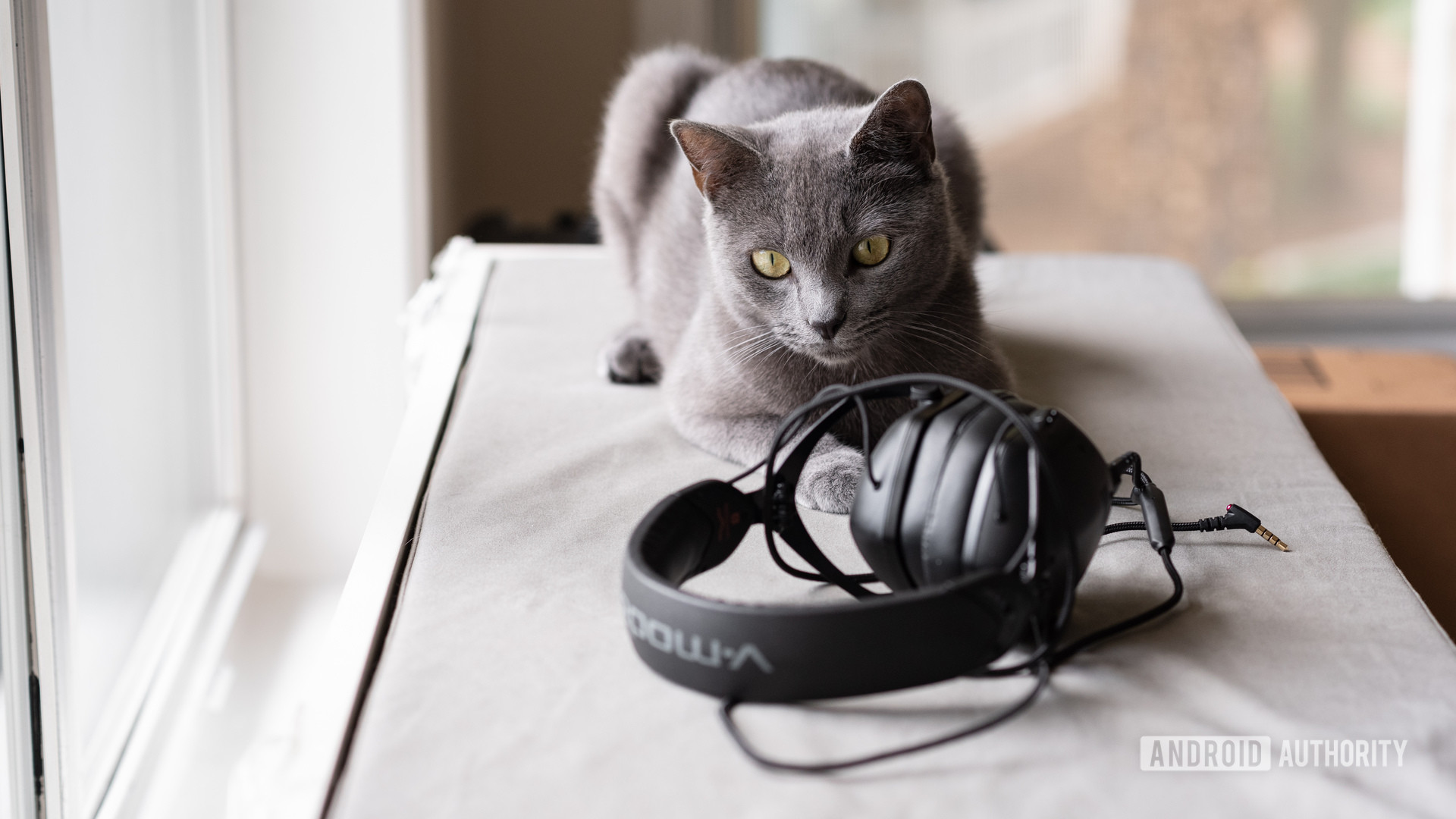 A cat staring at a pair of V-Moda headphones.