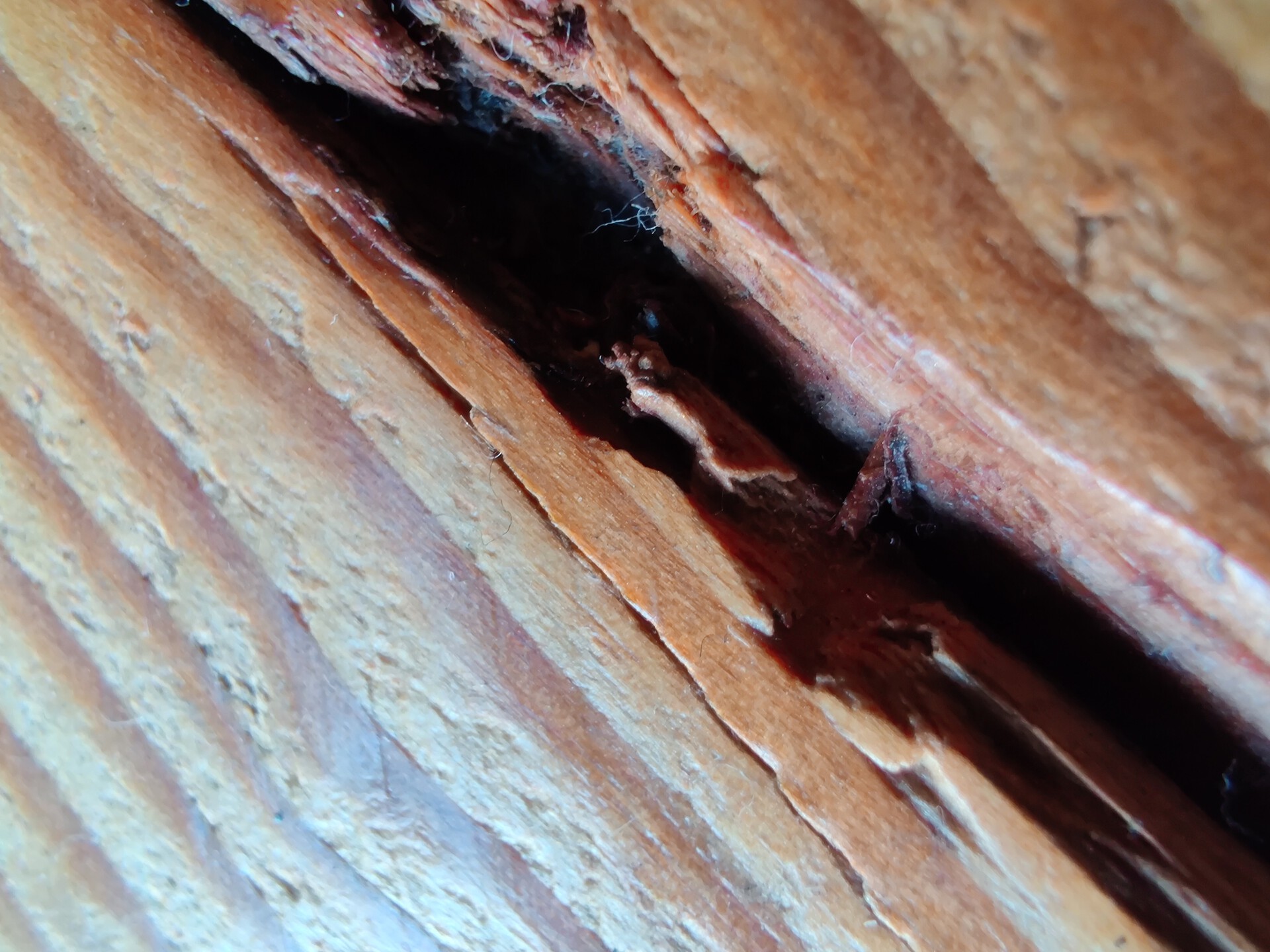 OnePlus 7T wood macro shot