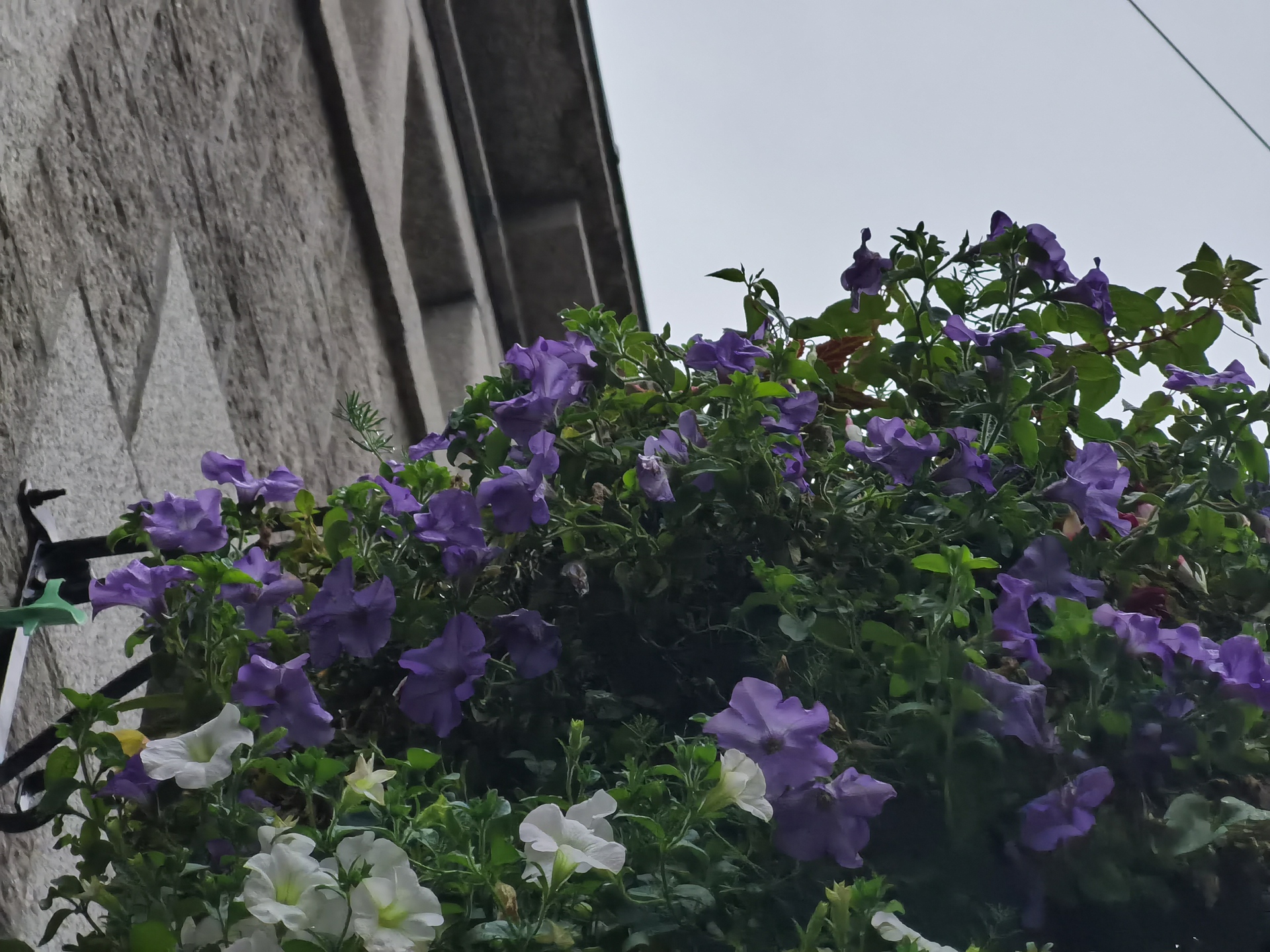 HUAWEI Mate 30 Pro Camera test Zoom of lowers up high