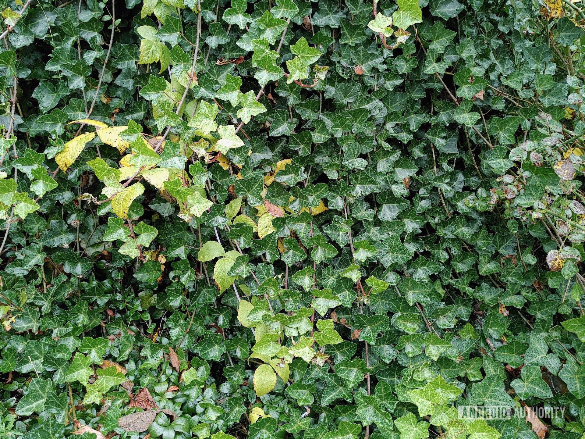 LG G8X ThinQ Review photo sample greenery
