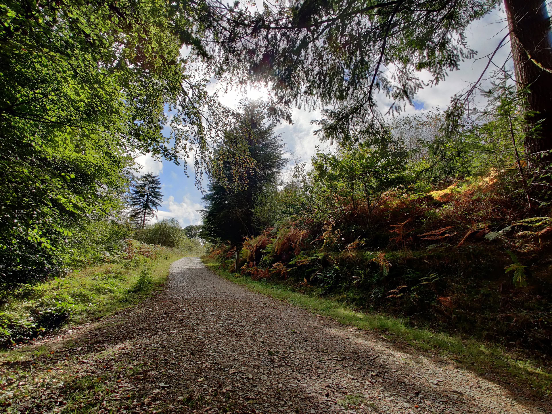 OnePlus 7T Pro Camera Sample HDR test in a forest