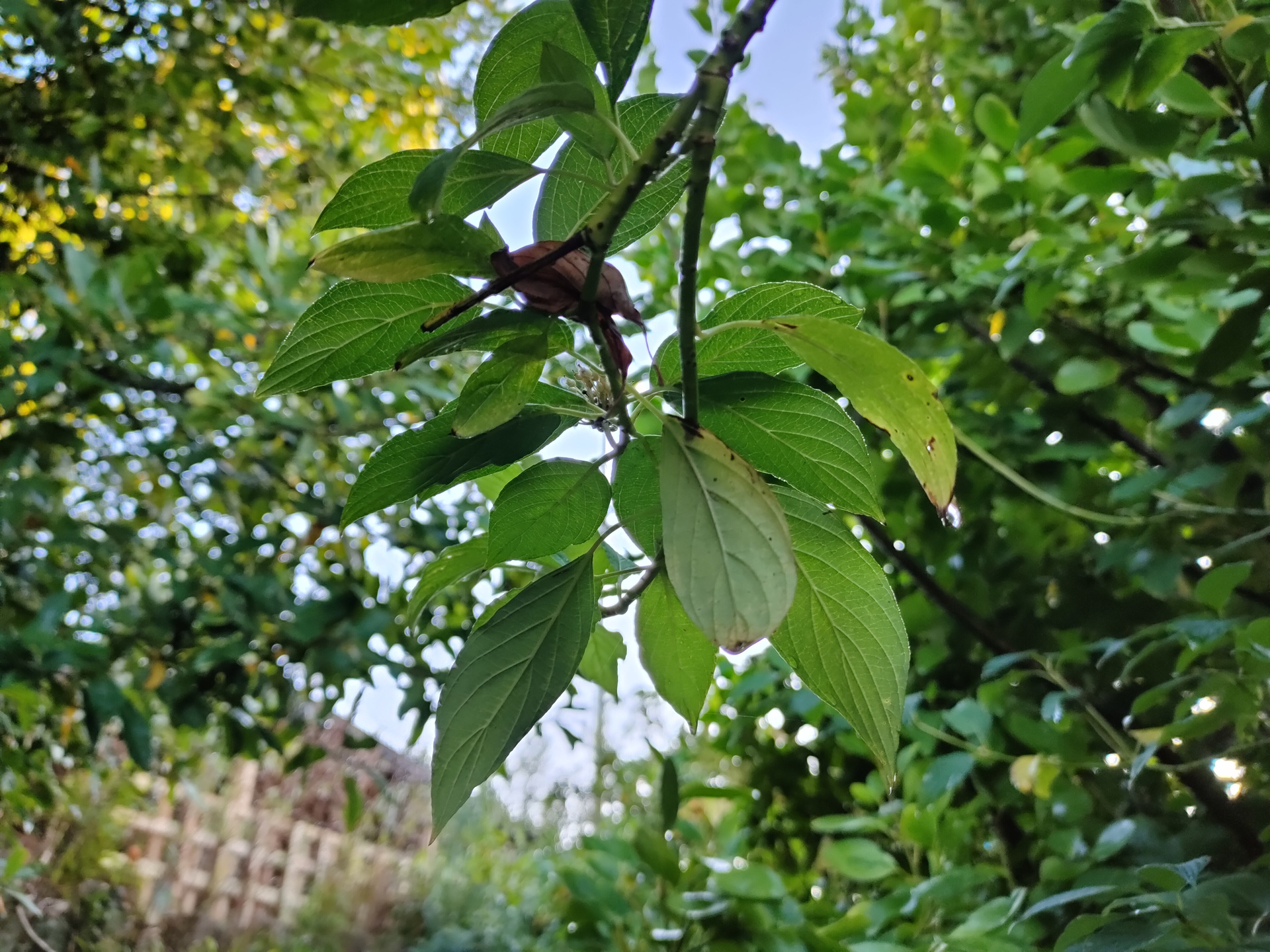 Realme X2 Pro camera sample detail of leaves