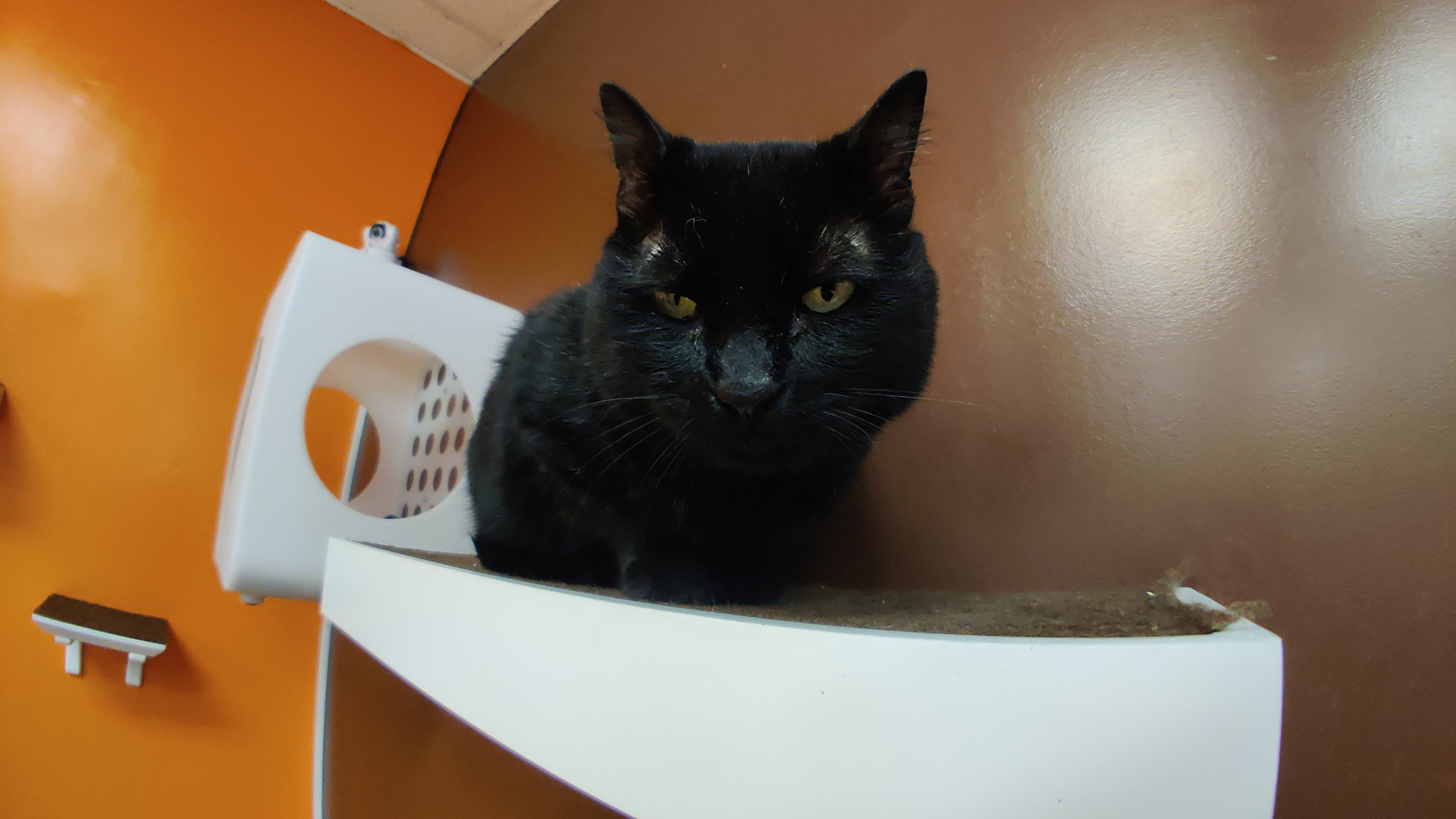 Black Cat with Moment Fisheye Lens