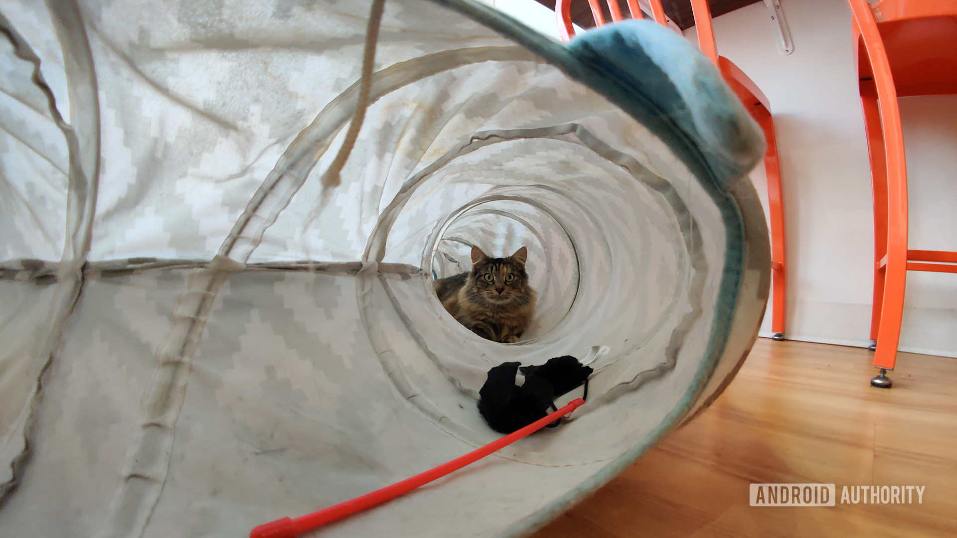 Cat in Tunnel with Moment Fisheye Lens