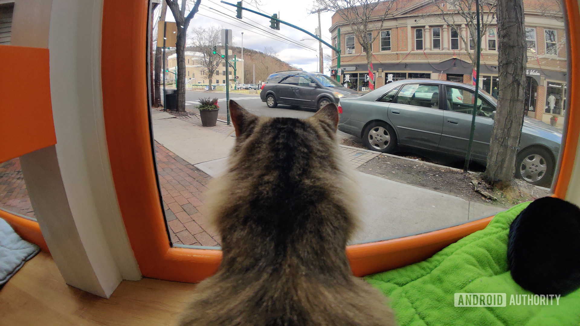 Moment Fisheye Lens Back Of Cat Looking Out Window