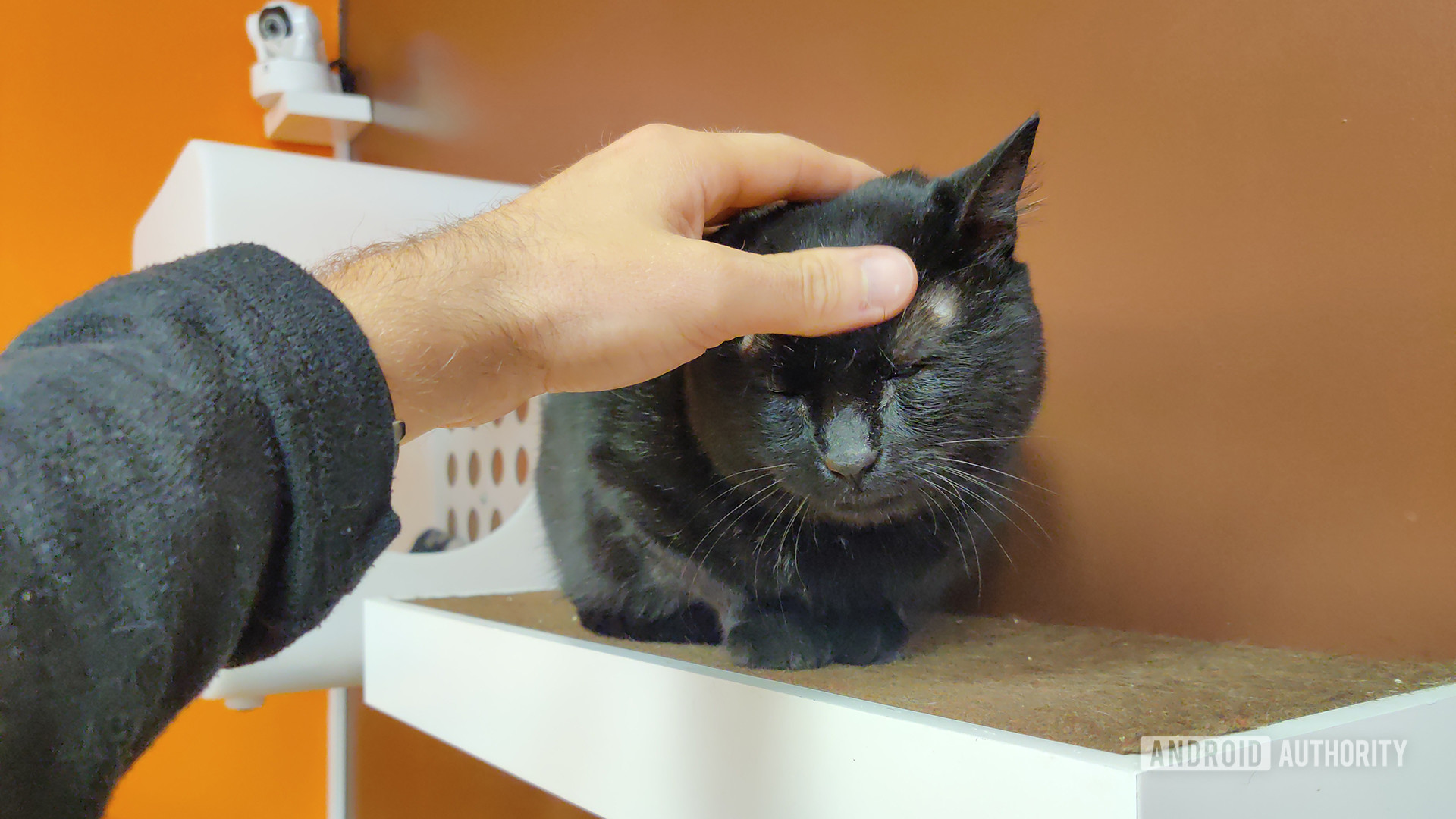 Petting Black Cat Without Moment Fisheye Lens