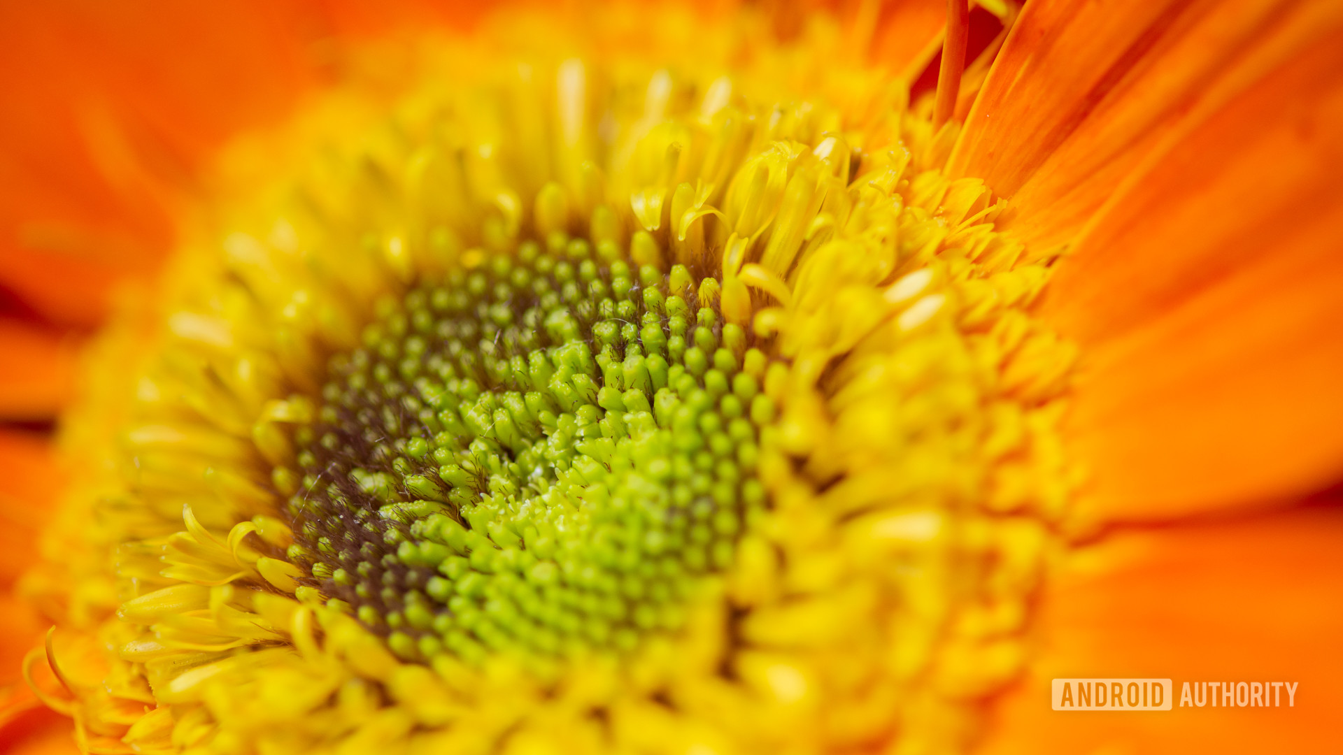 Macro photography shot of an orange flower.