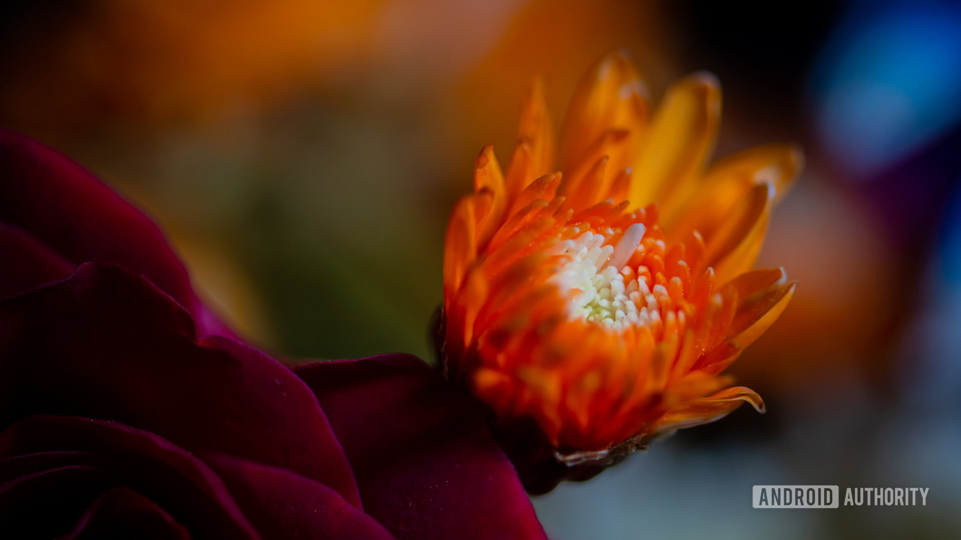 Macro photography flower sample shot 3 with creamy bokeh