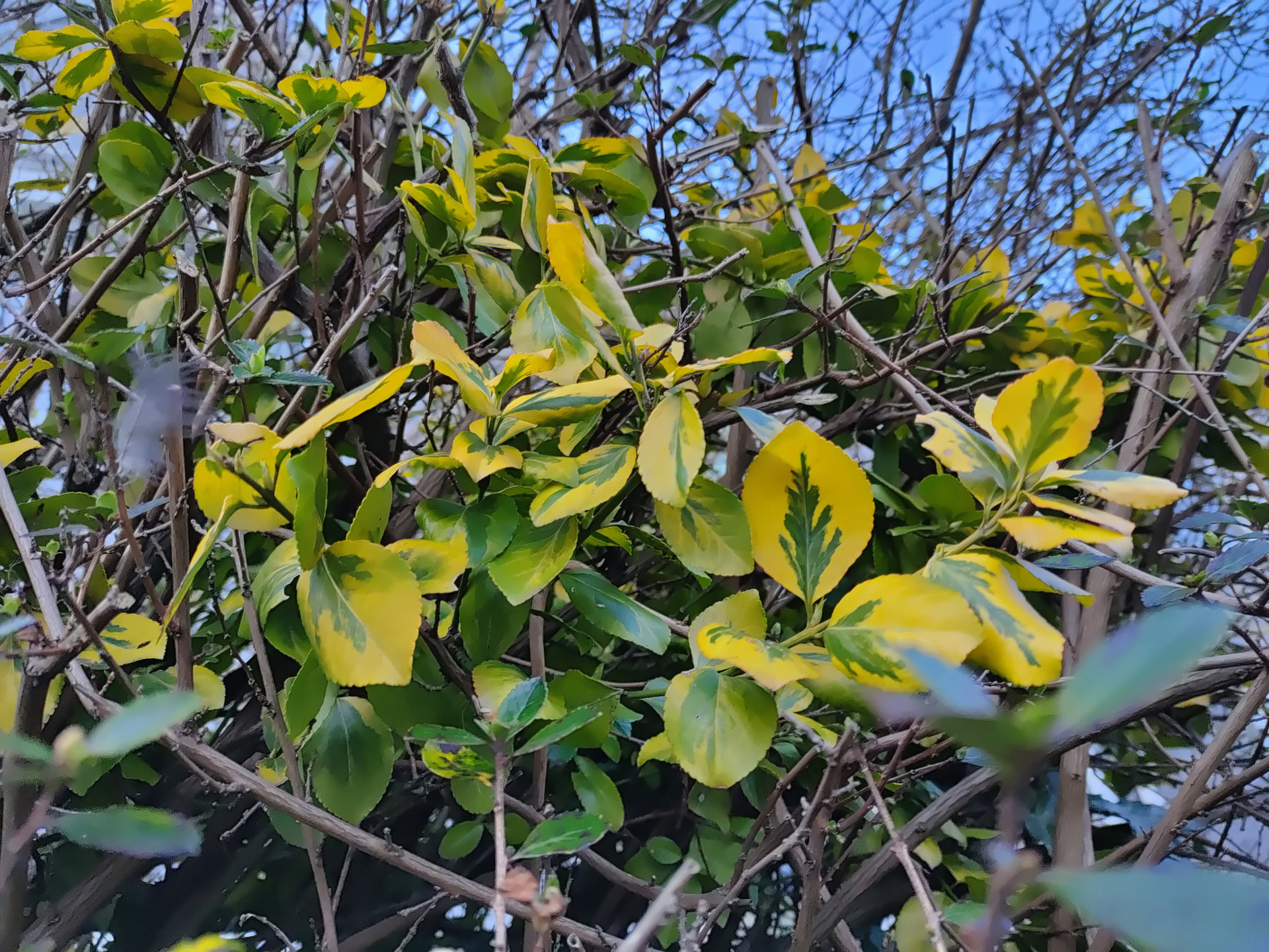 realme X50 Pro 5G Test Image Yellow leaves