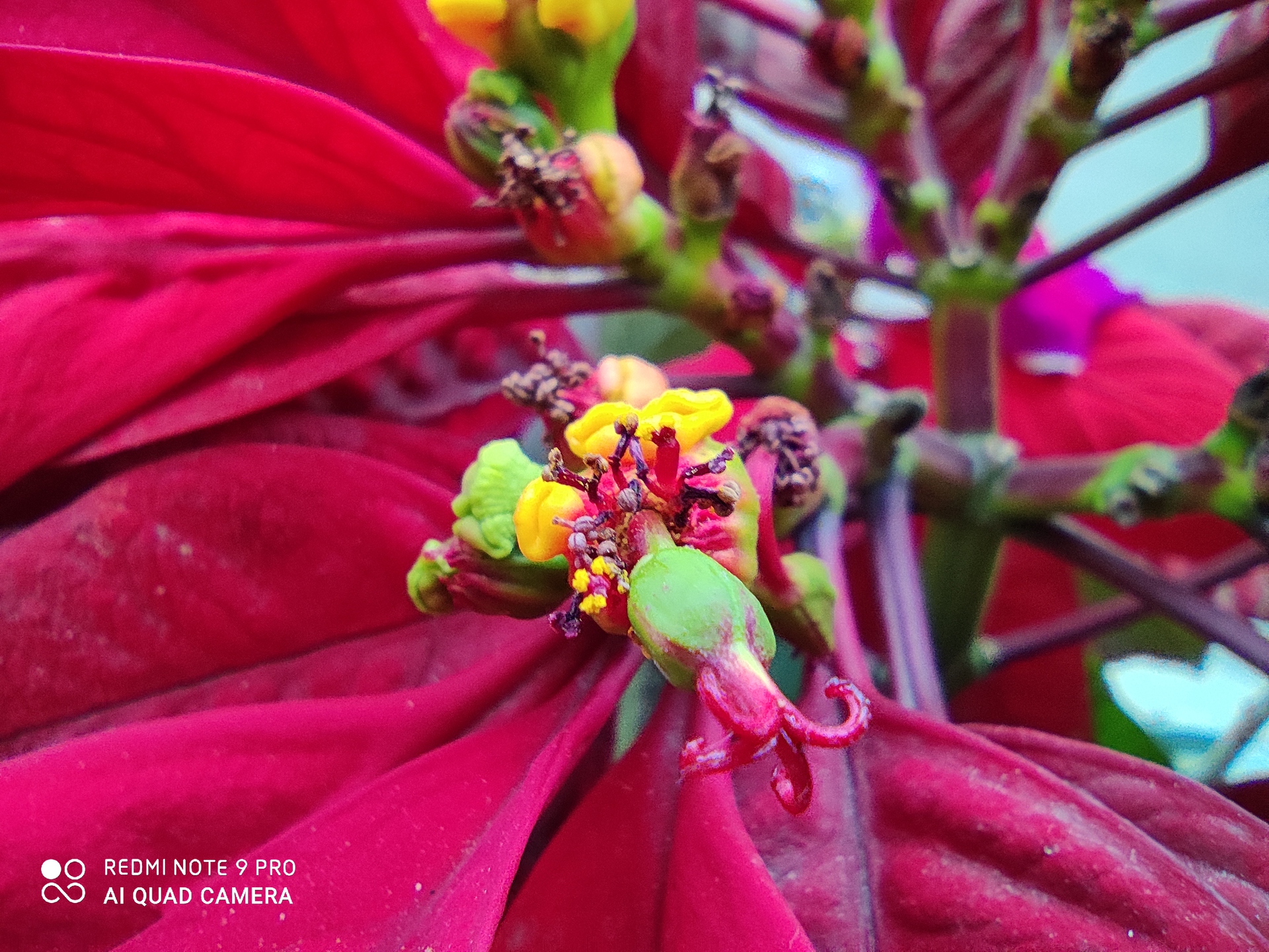 Redmi Note 9 Pro Camera Samples macro camera shot of flower