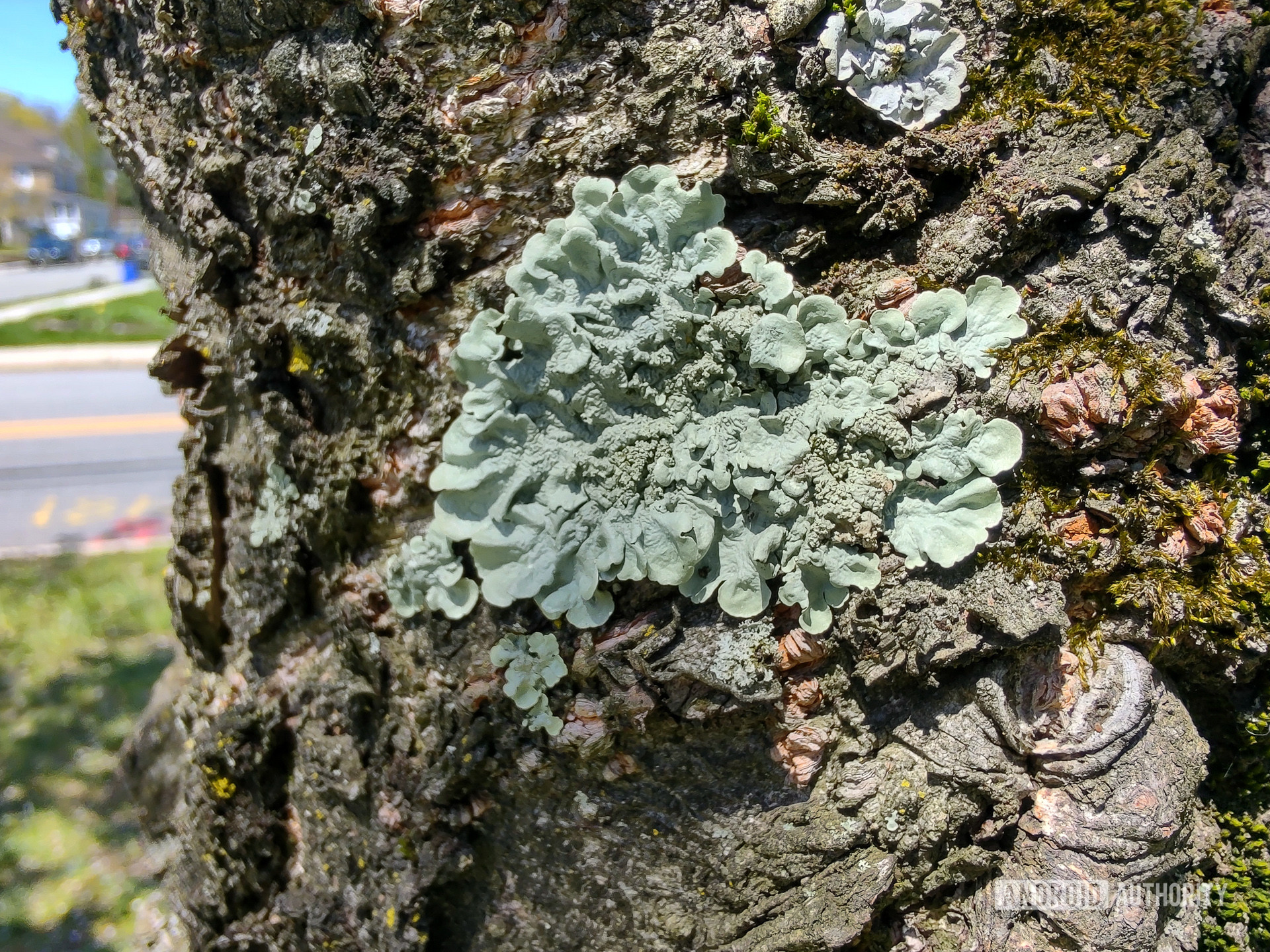 Motorola Edge Plus photo sample macro moss