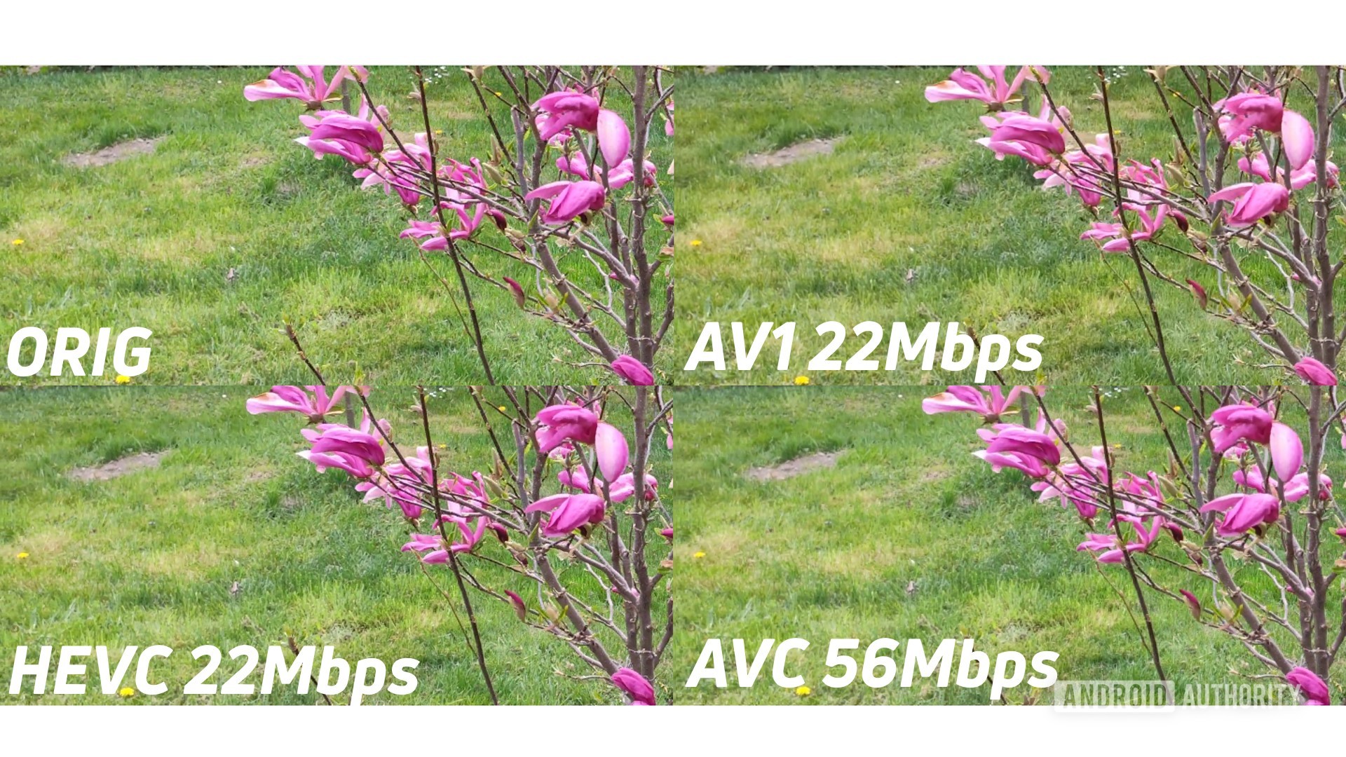 Example of 4k original against AV1 HEVC AVC zoomed