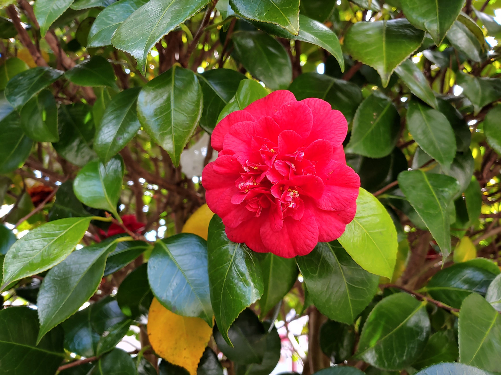 LG V40 ThinQ camera sample colorful red flower