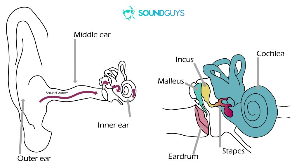 Two diagrams. The one on the left shows how sound travels into the ear and the right is a close-up fo the middle and inner ears.