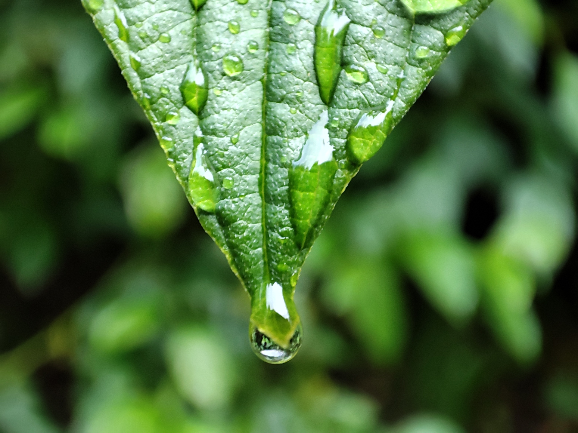 Pocophone F2 Pro macro test water droplet on the end of leaf