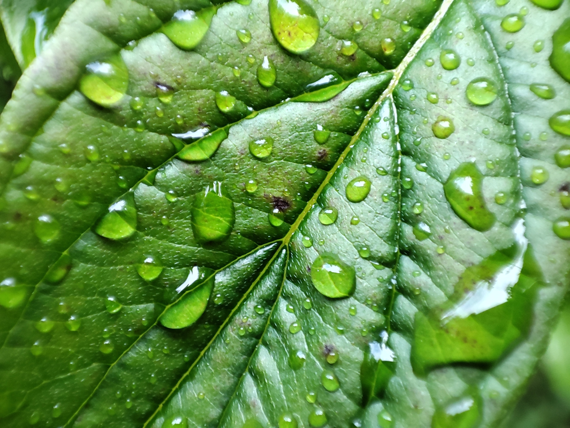 Pocophone F2 Pro macro test water drops on a leaf