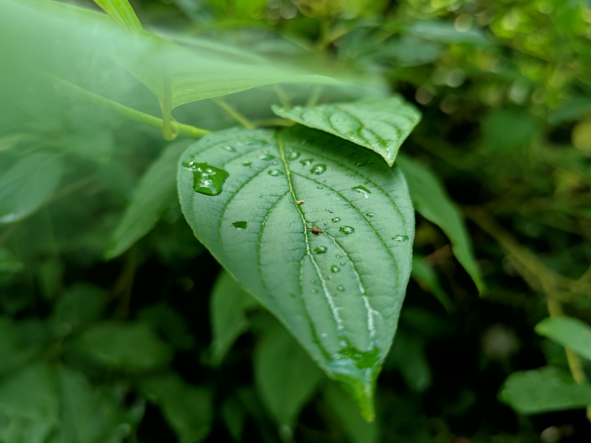 Xiaomi Mi 10 Ultra 5x camera sample of a wet leaf