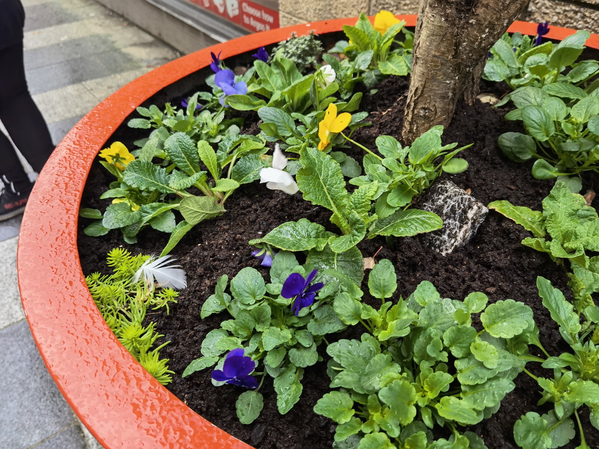 HUAWEI Mate 40 Pro sample of a plant pot