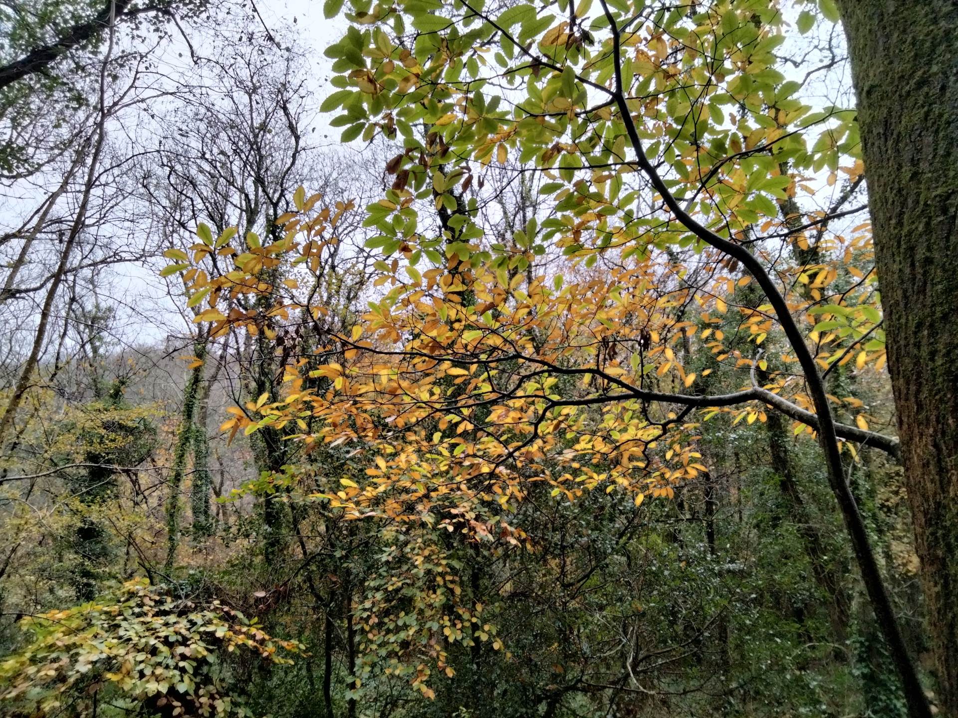 OnePlus Nord N100 photo sample of some yellow leaves