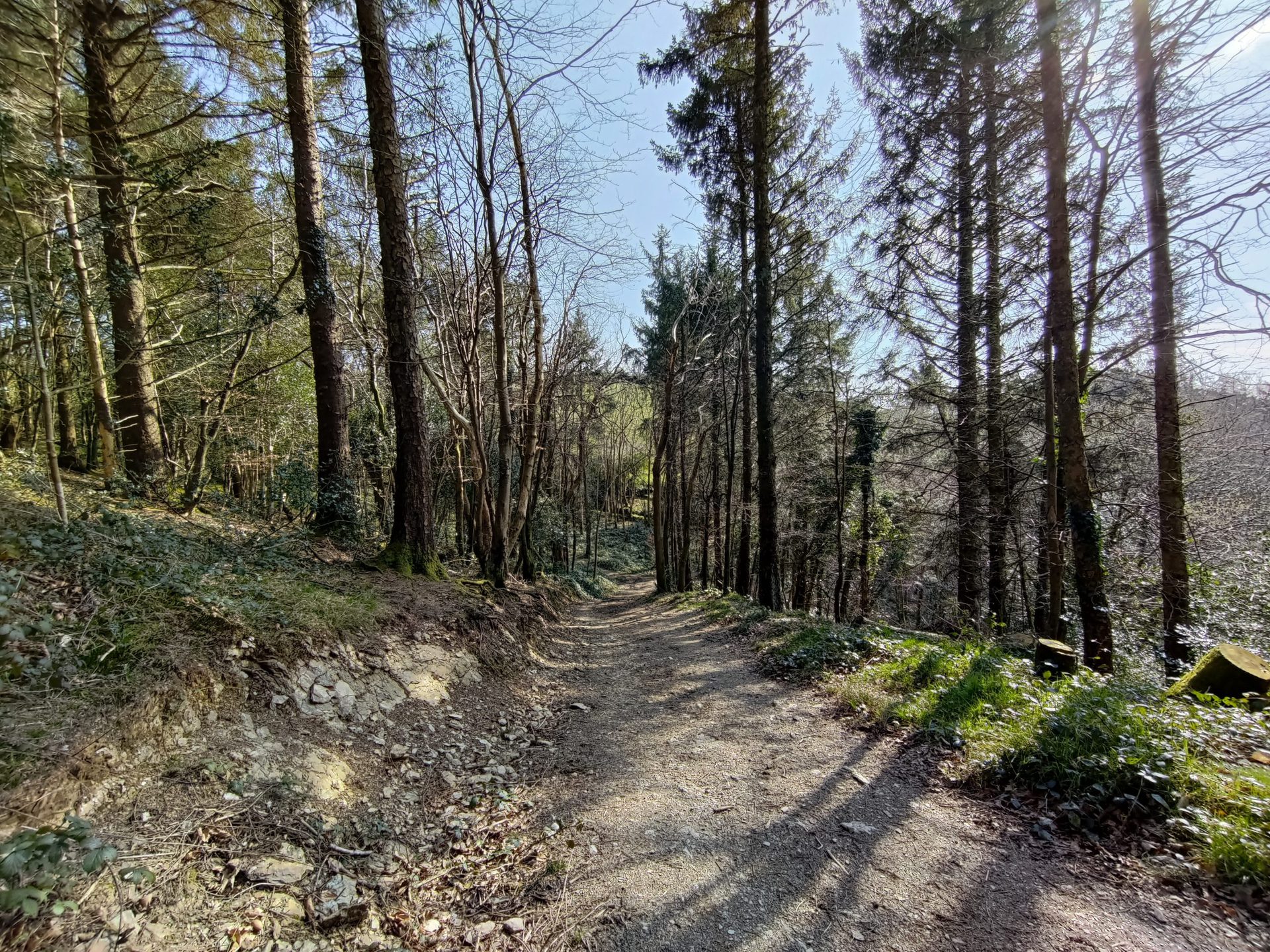 ROG Phone 5 ultra wide camera sample of a forest