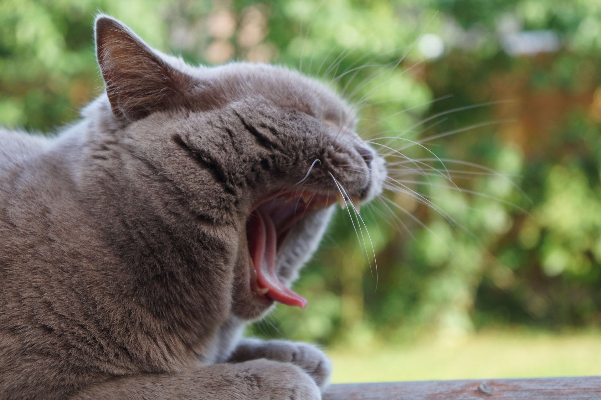 cat yawn