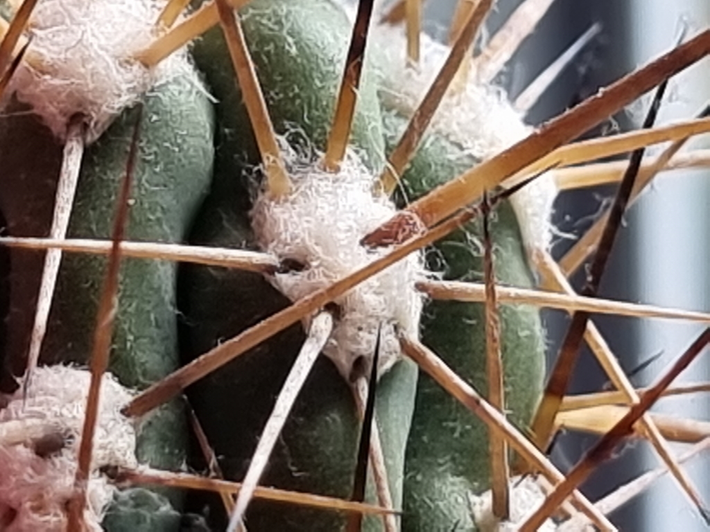 Cactus spine in focus taken by Samsung Galaxy S21 Ultra