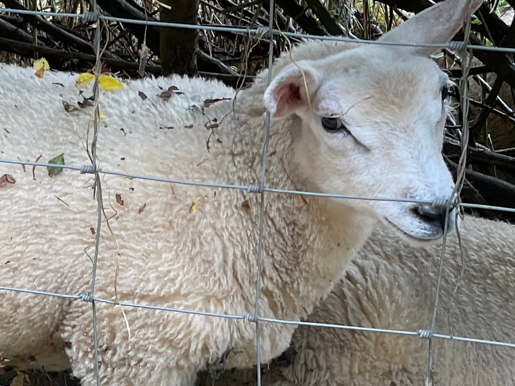 Close up picture of a sheep Apple iPhone 12 Pro Max