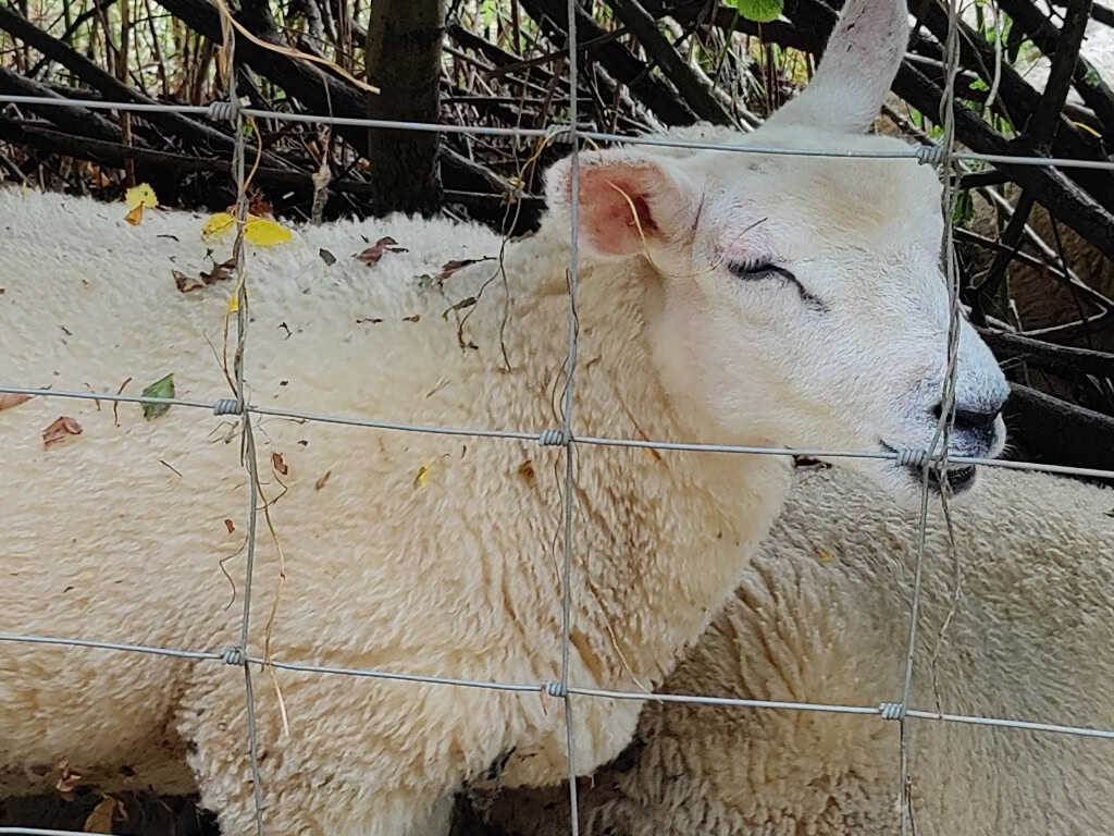 Close up picture of a sheep OnePlus 9 Pro