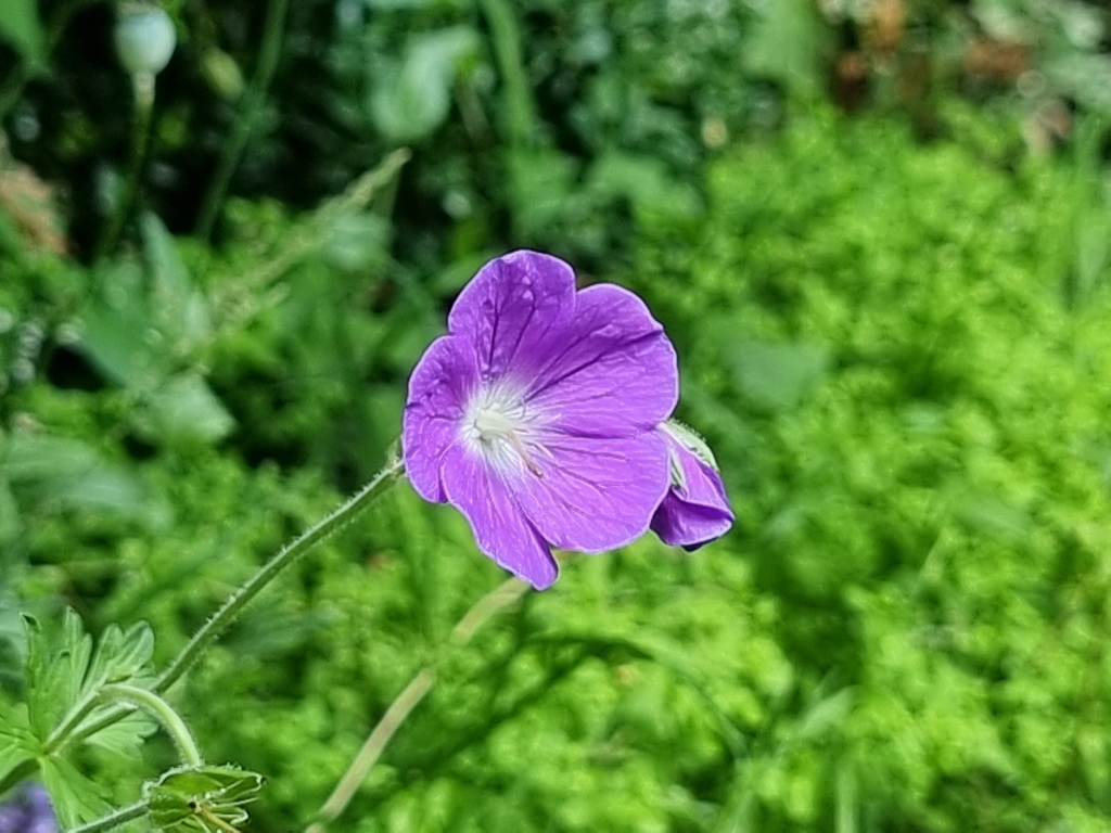 Close up of purple flower shot on Samsung Galaxy S21 Ultra